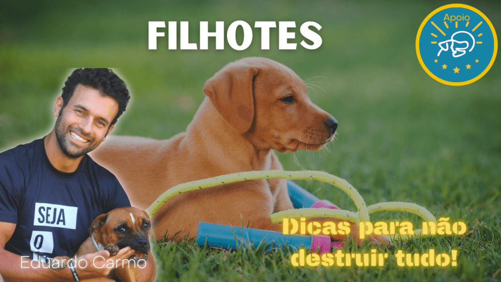 Filhotes