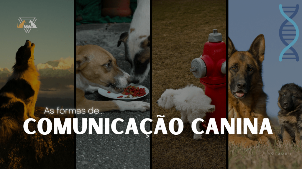 Linguagem corporal dos cães